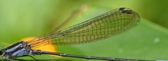Acanthagrion