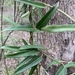 Leichhardtia viridiflora - Photo (c) Guy Taseski, some rights reserved (CC BY), uploaded by Guy Taseski