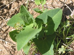 Aristolochia paucinervis