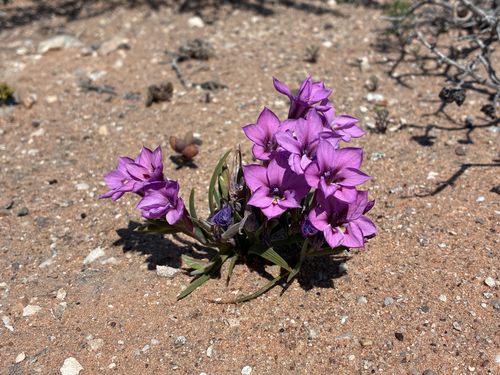 Lapeirousia barklyi