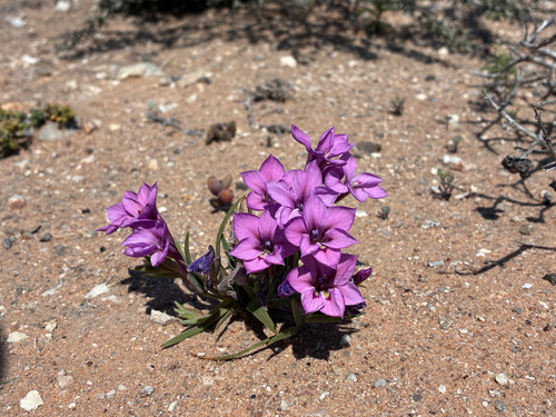 Lapeirousia barklyi