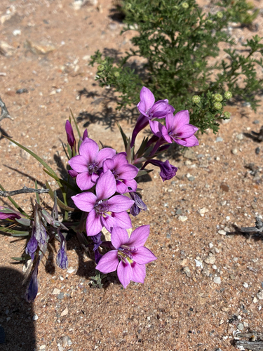 Lapeirousia barklyi