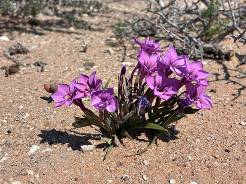 Lapeirousia barklyi
