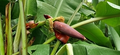 Musa acuminata malaccensis