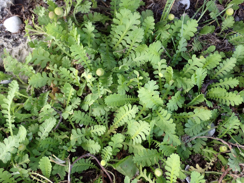 Platt’s Black (Leptinella potentillina)