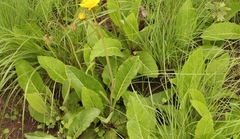 Berkheya speciosa lanceolata