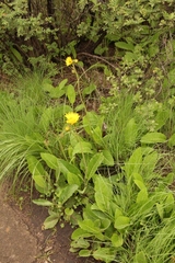 Berkheya speciosa lanceolata