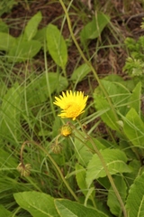 Berkheya speciosa lanceolata