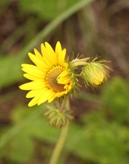 Berkheya speciosa lanceolata