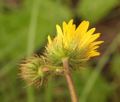 Berkheya speciosa lanceolata