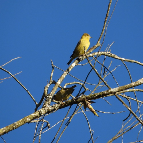 Black-headed Siskin (Spinus notatus)