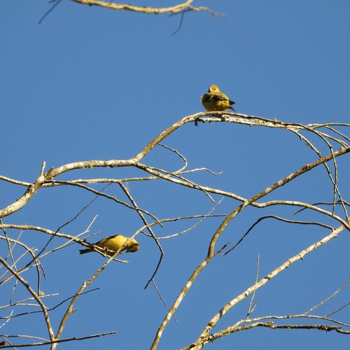 Black-headed Siskin (Spinus notatus), photo 6