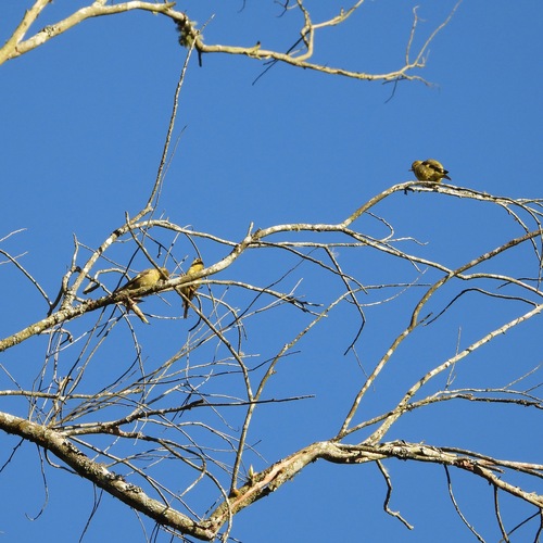 Black-headed Siskin (Spinus notatus), photo 2
