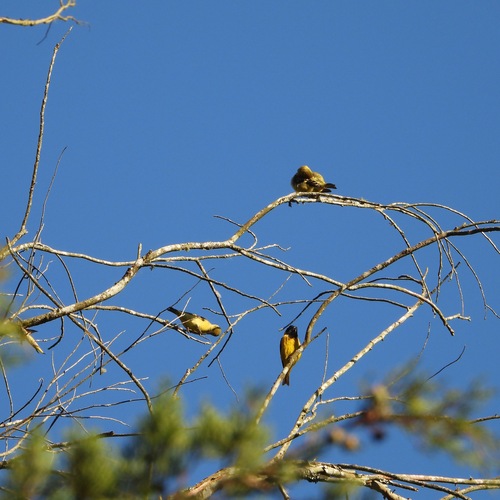 Black-headed Siskin (Spinus notatus), photo 5
