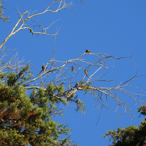 Black-headed Siskin (Spinus notatus), photo 4