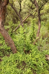 Asparagus asparagoides