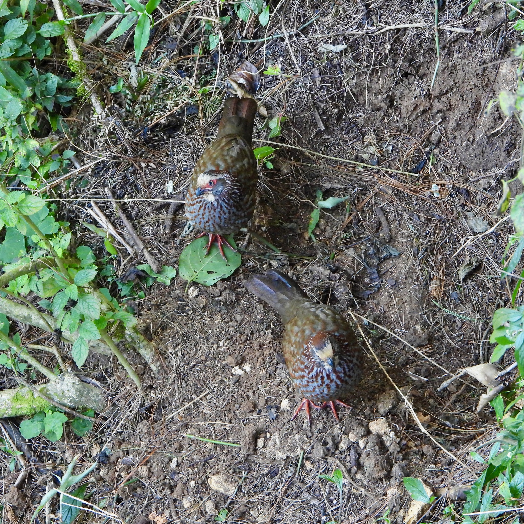 Buffy-crowned Wood Partridge (Dendrortyx leucophrys), photo 6