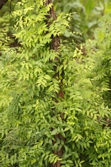 Asparagus asparagoides