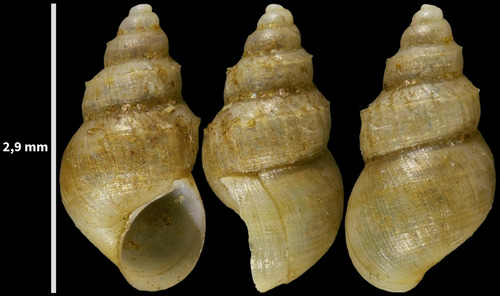 Serrate Crownsnail