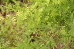 Asparagus setaceus