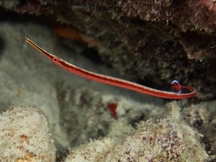 Dunckerocampus baldwini