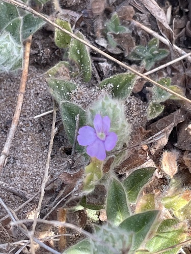 blue pussyleaf (Nelsonia canescens)