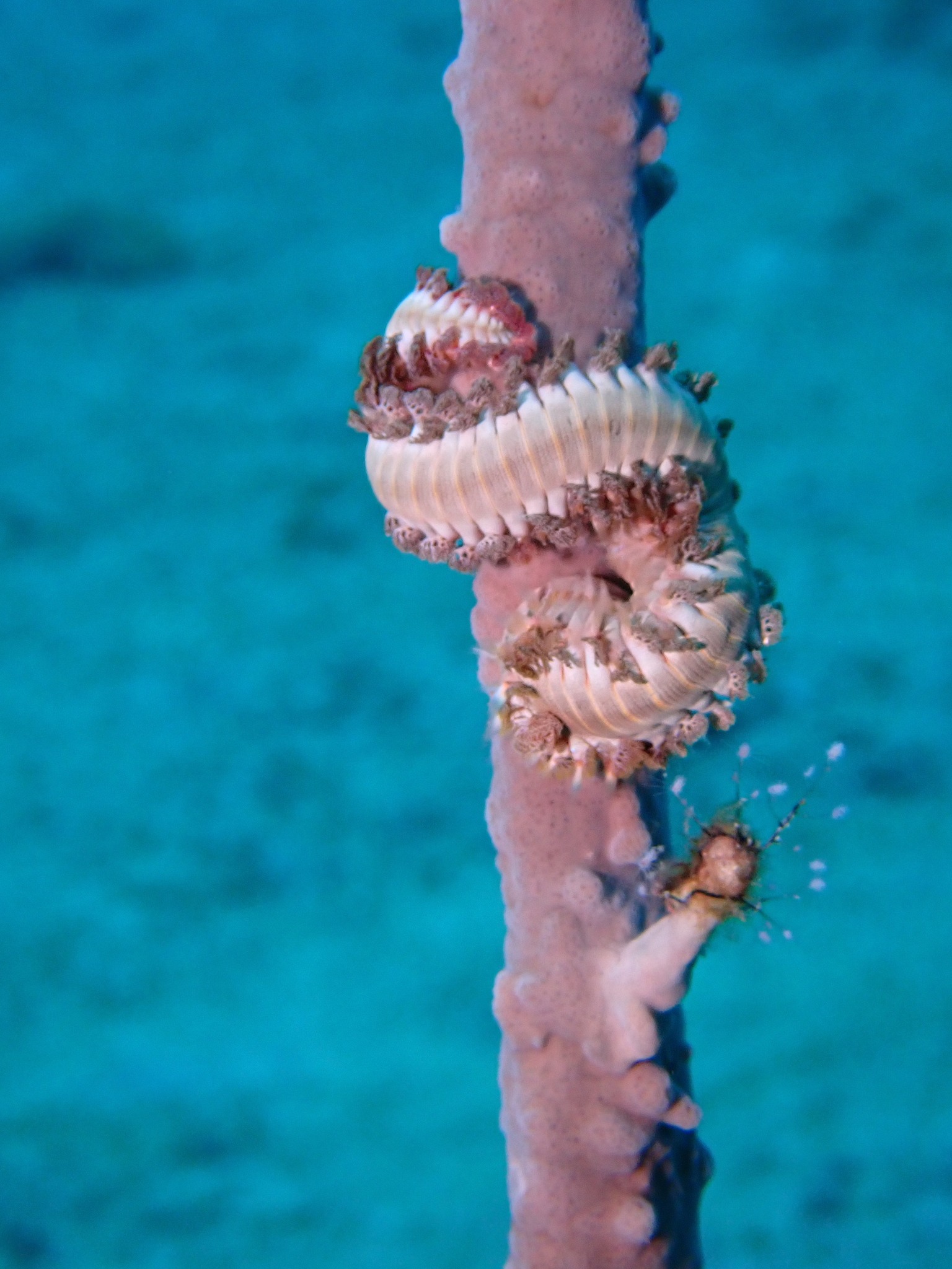 Hermodice carunculata (Pallas, 1766)
