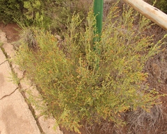 Passerina montivaga