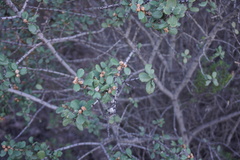 Ceanothus megacarpus