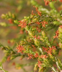 Passerina montivaga
