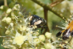Polystalactica perroudi