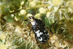 Polystalactica perroudi
