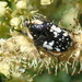 Polystalactica perroudi - Photo no rights reserved, uploaded by Andrew Deacon