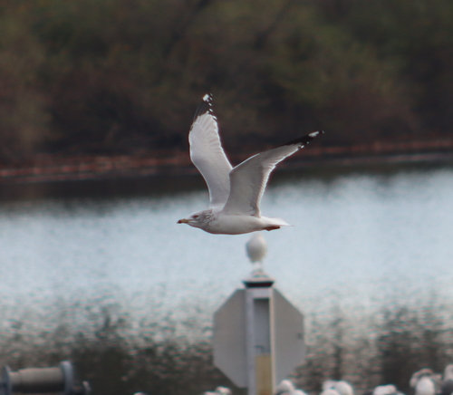 Ring-billed Gull photographed in Pennsylvania