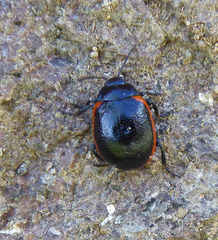 Chrysolina rossia