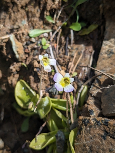 Pinguicula crystallina