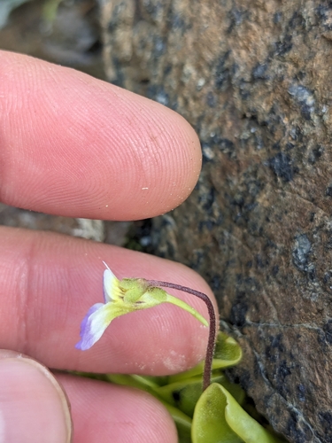 Pinguicula crystallina