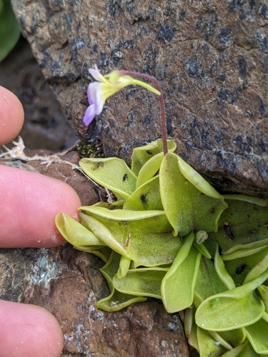 Pinguicula crystallina