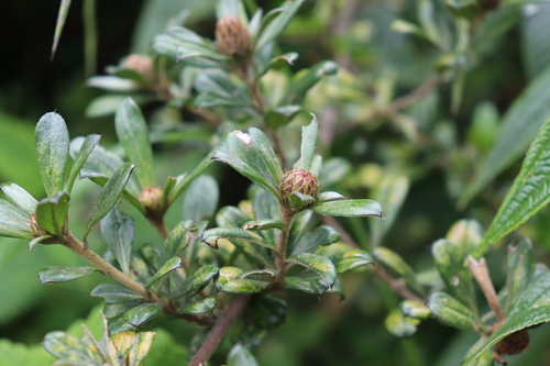 Barnadesia arborea, photograph 6