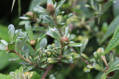 Barnadesia arborea, photograph (c) Zihao Wang, some rights reserved (CC BY)