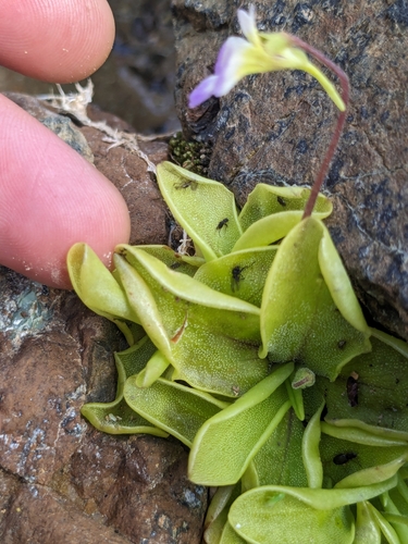 Pinguicula crystallina