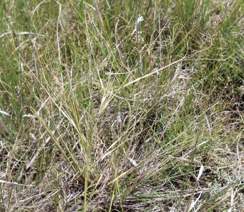 Needle-and-thread Grass (Hesperostipa comata)