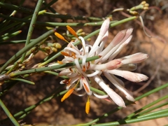 Petrophile stricta