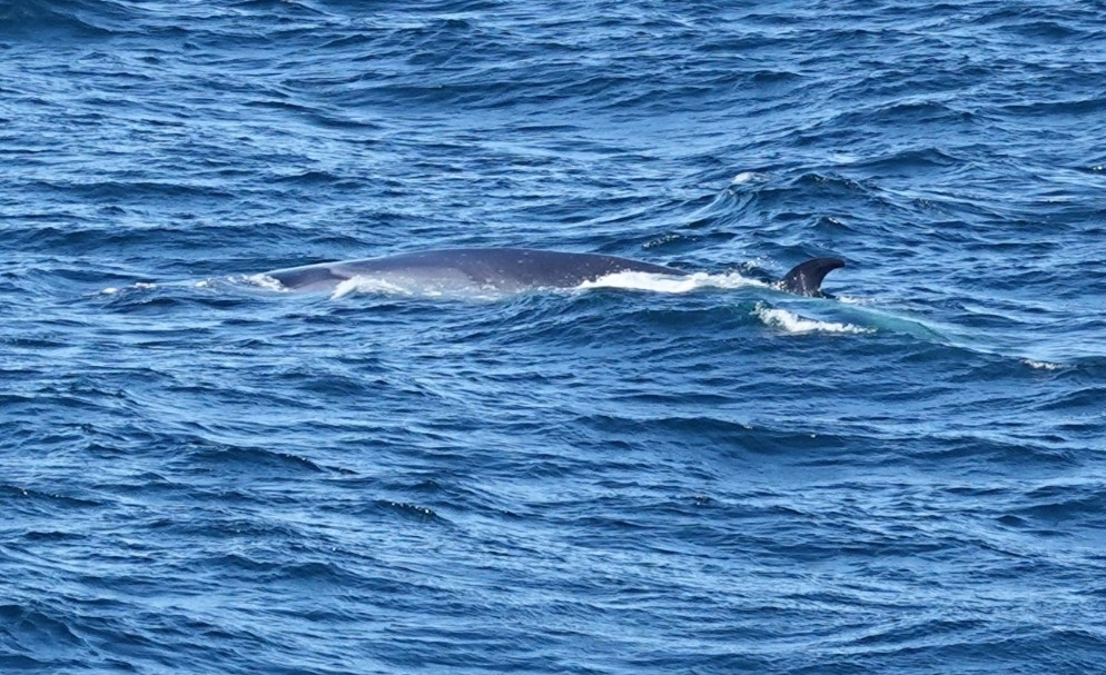 Balaenoptera borealis
