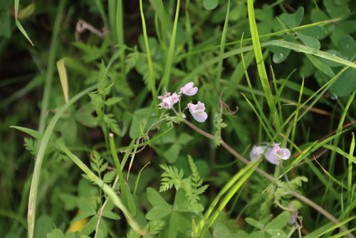 Cape Clapper (Cysticapnos vesicaria)