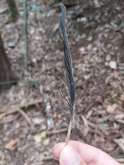 Psittaculidae