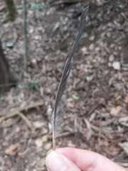Psittaculidae