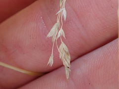 Poa colensoi