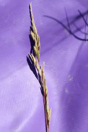 Big Rough Fescue (Festuca campestris)