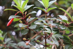 Fuchsia vulcanica, photograph (c) Zihao Wang, some rights reserved (CC BY)